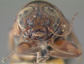 Media type: image;   Entomology 24921 Aspect: head frontal view